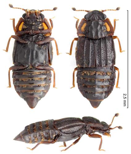 Réf. 336 276 : Micropeplus marietti